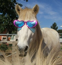 8HorseGang Discord emoji