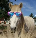 8HorseGang