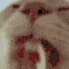 lick lick