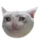 cryingcat Discord Emoji