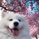 dog_aes