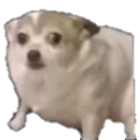 dog_terrified Discord emoji