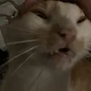 tirania_cat Discord Emoji