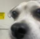 DGdogStare