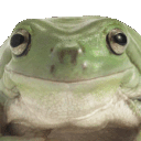 frognod