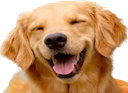 happy_dog Discord emoji