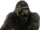 kong