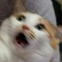 Cat Scare Discord Emoji