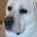 doggodisappoint