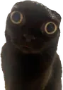 methcat