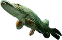 pike
