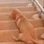 dogslidefast