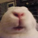 skairul