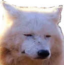 loupBlase loupBlase