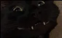Smilec Smilec