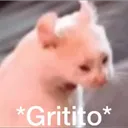 LE_cat_gritito