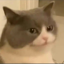 PR_wtf_cat Discord emoji