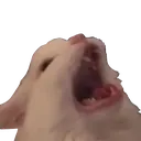 Catyell Catyell