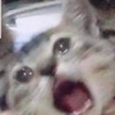 cat_gaothet Discord emoji