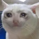 cat_khok2 cat_khok2