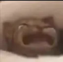 poorkittocry