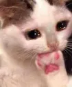sad_cat_think