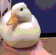 ppPoof