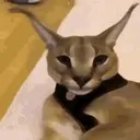 Flopalook