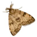 moth