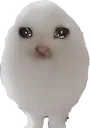 eggsadcat