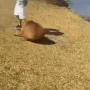 capybara