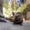beaverwhatsup