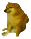 doge doge