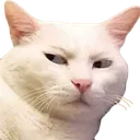 LCuCatStare LCuCatStare