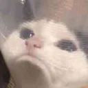 conecat Discord Emoji