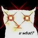 bruh_cat