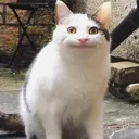 cat_canloi