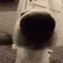 doggosniff