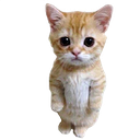 StandingCat Discord emoji