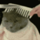 Cat Comb Discord Emoji