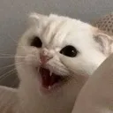 angrycat