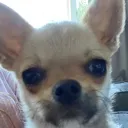 pablito