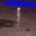 skullreaction