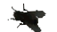moscabrona Discord emoji