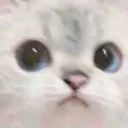 catstare