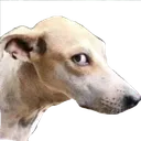umm