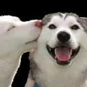 smooch