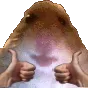 hamjamthumbsup
