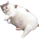sedcat
