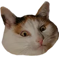 UhhOkayyyCat UhhOkayyyCat
